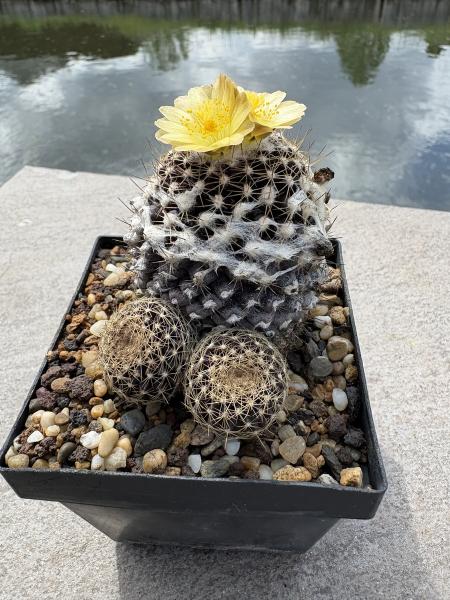 Copiapoa hypogaea